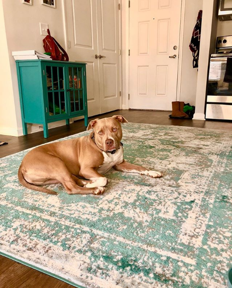 Rugs_protect_hardwood_pitty.png