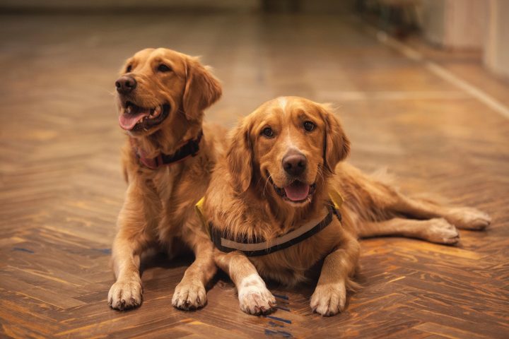 will dogs nails scratch engineered hardwood floors